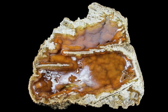 Agatized Fossil Coral Geode - Florida #188138